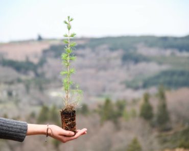 EcoTree s’entretient avec Olivier Barraine