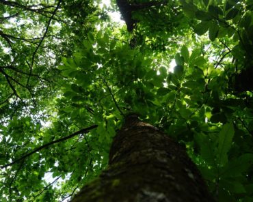 Barraine Immo : s’engager pour l’environnement et le territoire